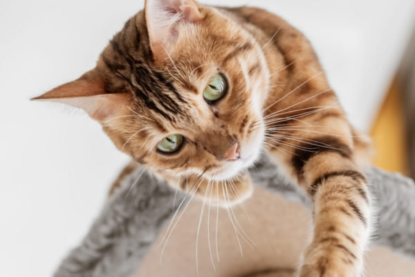 Shutterstock_2218359949-e1746038452858